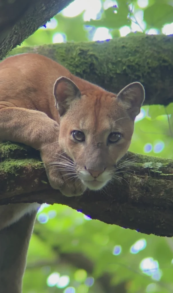 Wild cat resting on a tree branch in Corcovado National Park