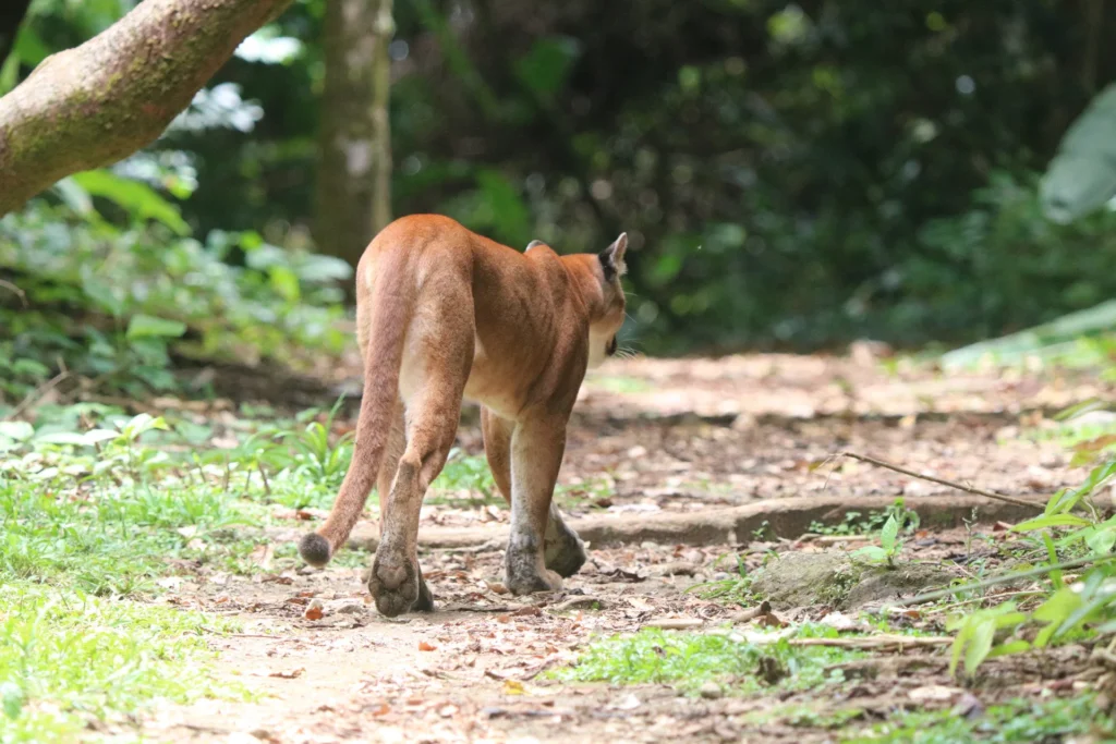 Puma walking along a trail at Sirena Station, Corcovado