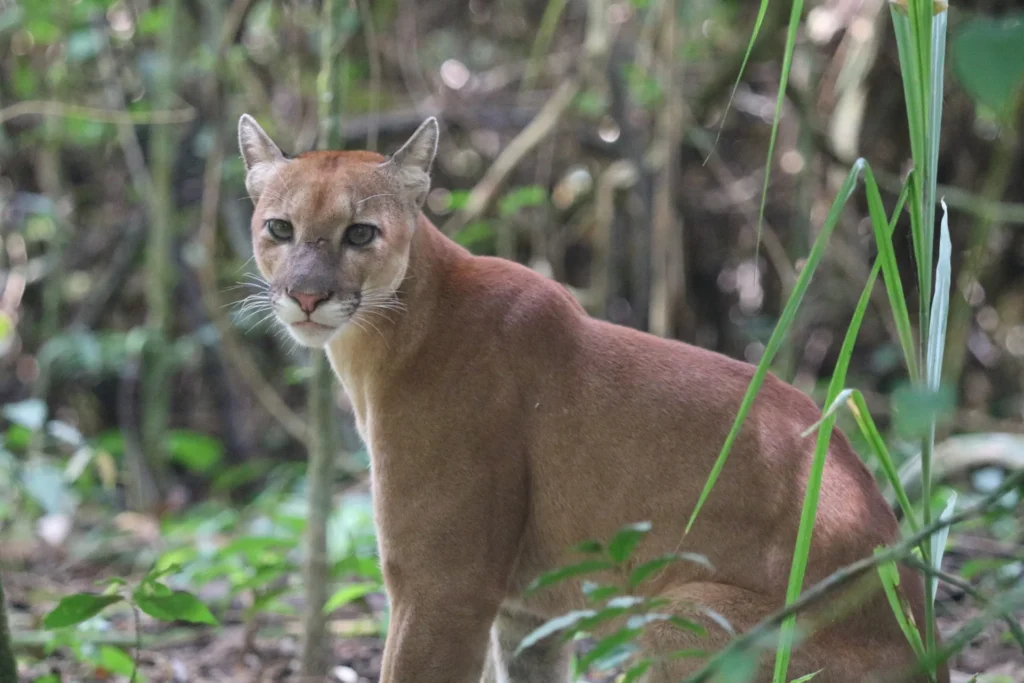 Puma looking at the camera at Sirena Station, Corcovado