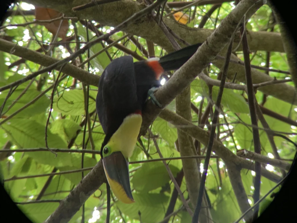 Chestnut-mandibled toucan seen through binoculars at Sirena Station