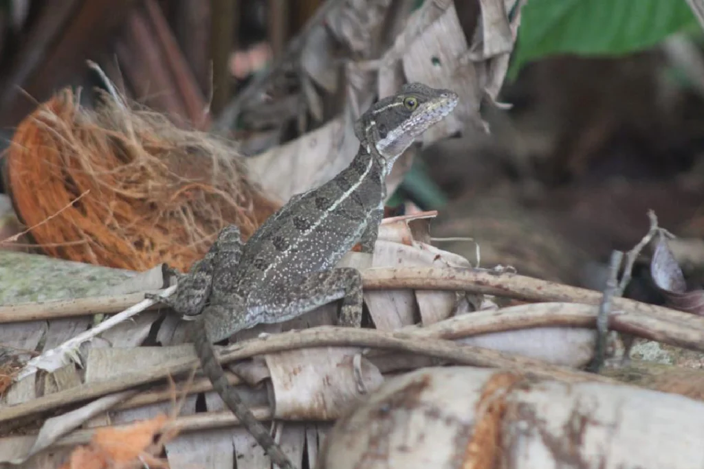 Basilisk lizard on dry leaves in Corcovado