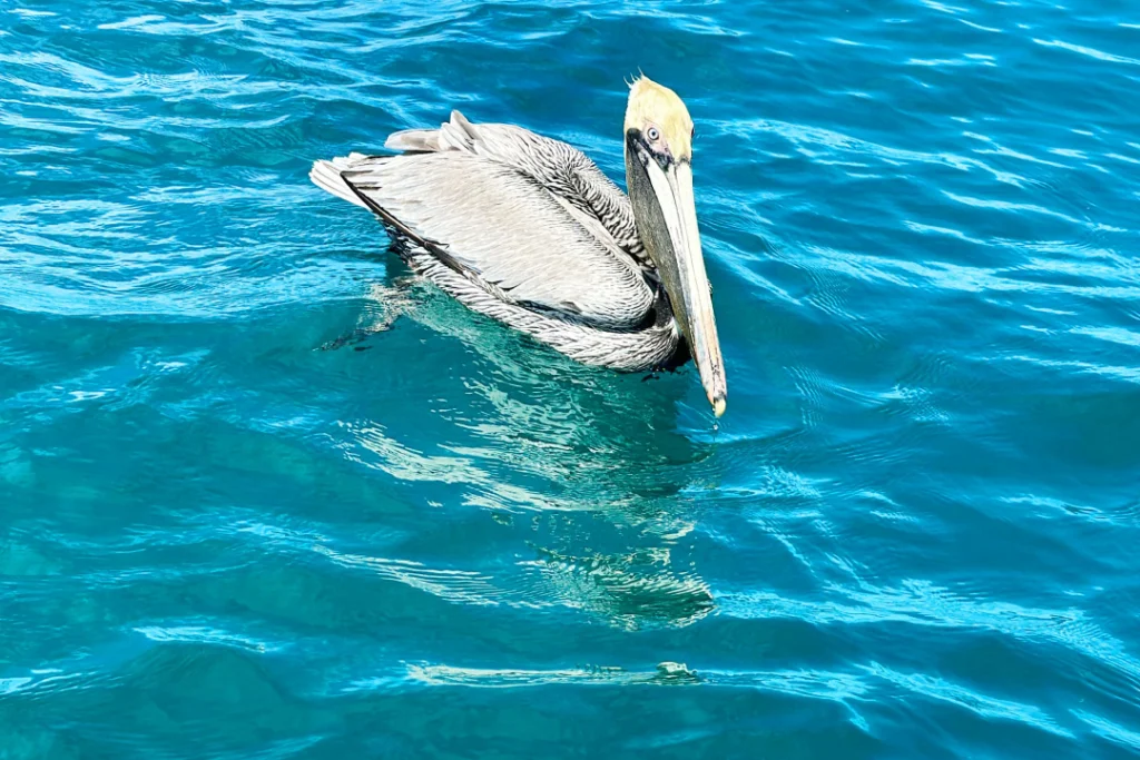 Brown pelican floating on the turquoise Pacific