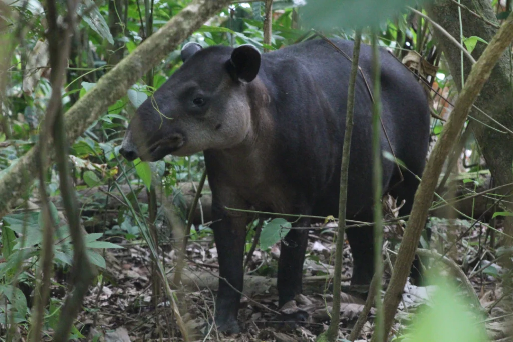Baird's tapir walking through the forest at Sirena Station, Corcovado