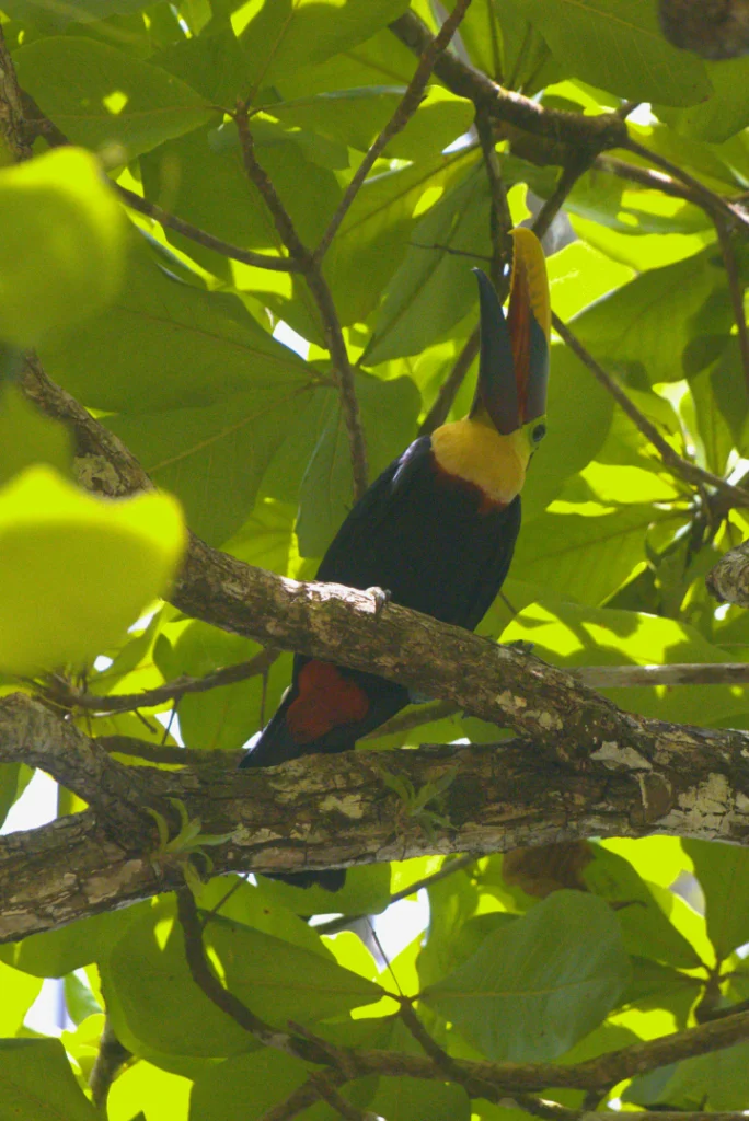 Chestnut-mandibled toucan hidden in the canopy of Corcovado