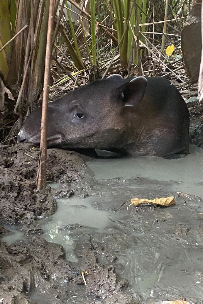 Baird's tapir resting in the mud in Corcovado National Park