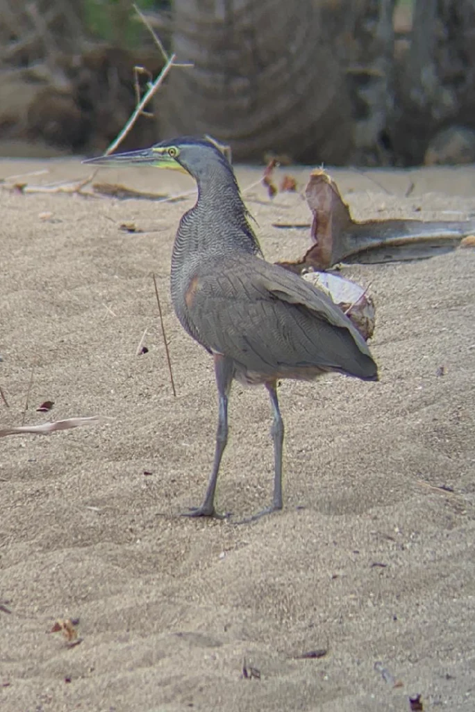 Heron walking on the sand at the beach in Corcovado