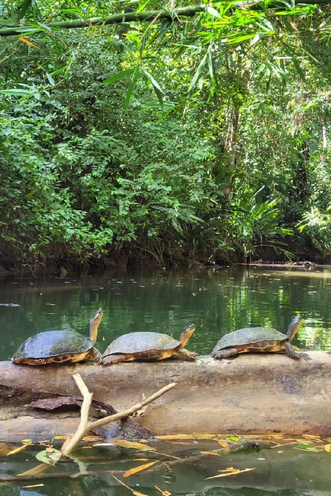 Turtles sunbathing on a log in a Corcovado river
