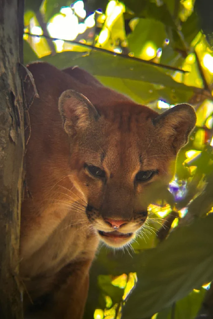 Puma framed by leaves in Corcovado National Park