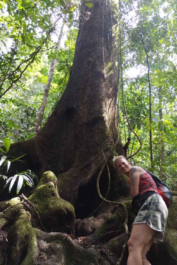 Traveler next to the buttress roots of a giant tree in Corcovado