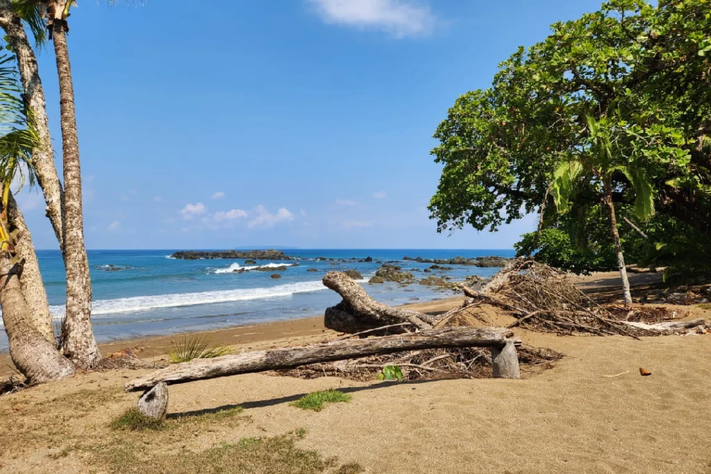 Wild beach with driftwood at Sirena Station, Corcovado