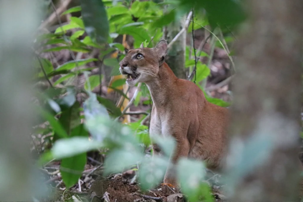 Red brocket deer among the leaves at Sirena Station, Corcovado