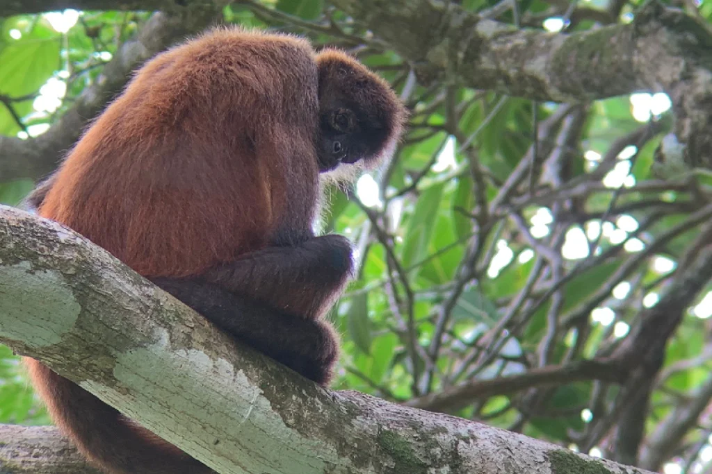 Spider monkey sitting on a branch in Corcovado National Park