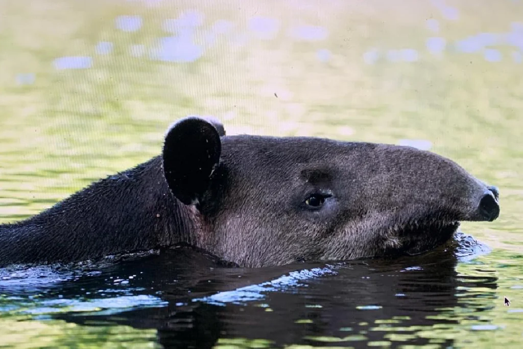Baird's tapir swimming in a river in Corcovado National Park