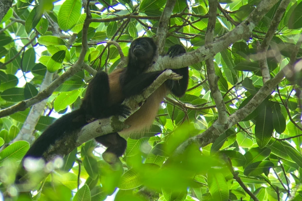 Spider monkey climbing among leaves in Corcovado