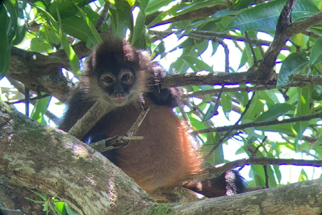 Spider monkey resting in a tree at Sirena Station