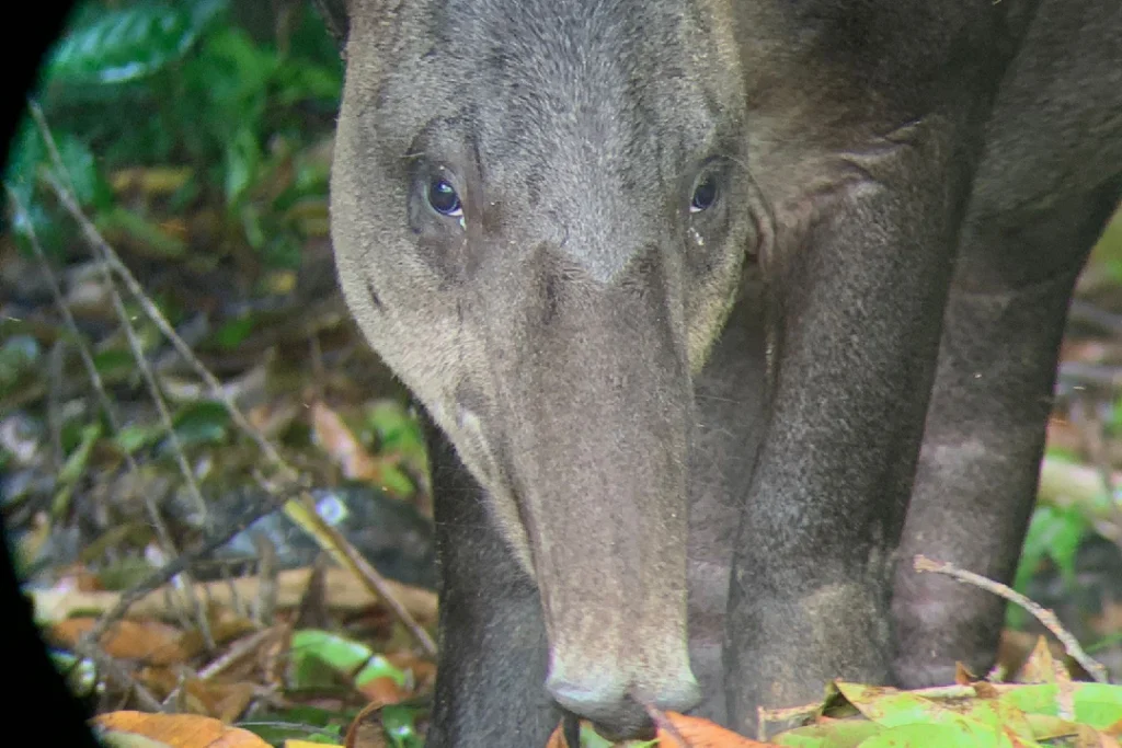 Close-up of a Baird's tapir seen through a spotting scope