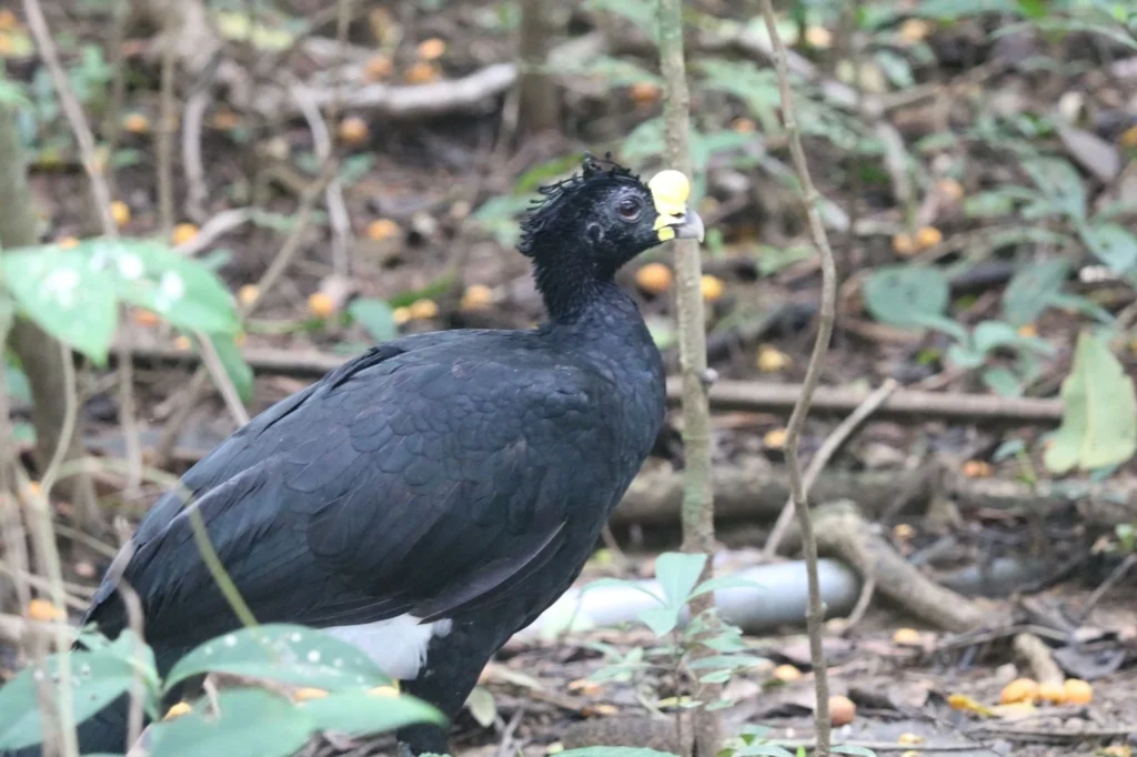 Great curassow on the forest floor at Sirena Station, Corcovado