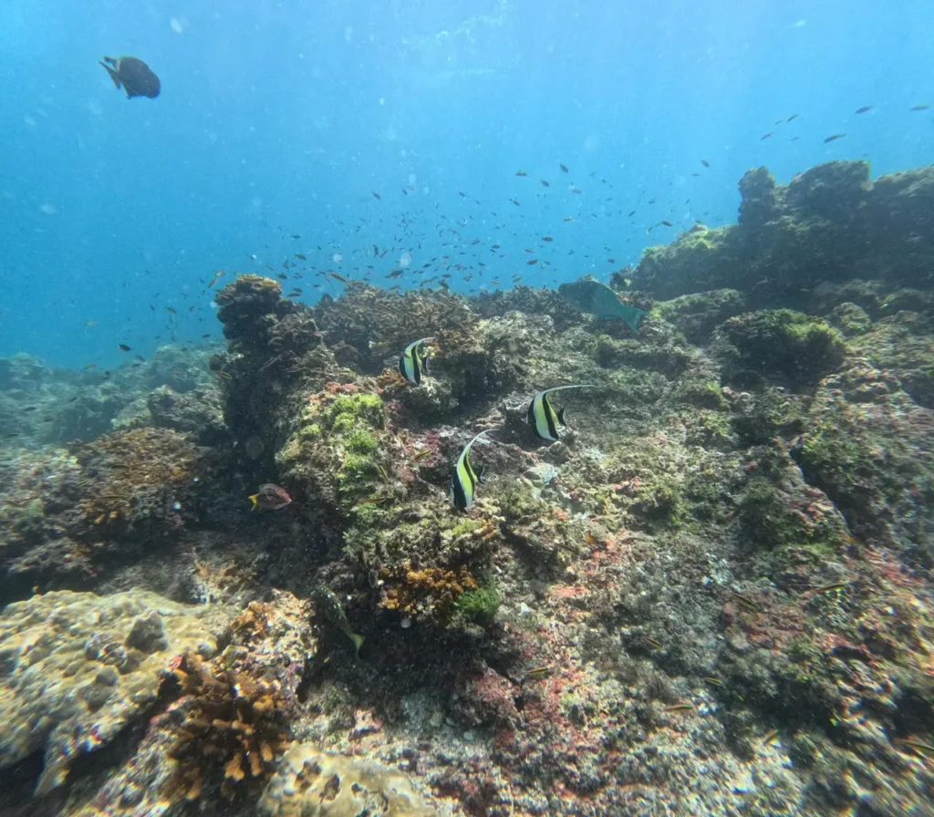 Rocky reef with tropical fish at a Caño Island dive site