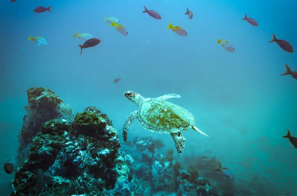 Green sea turtle swimming among tropical fish at Caño Island