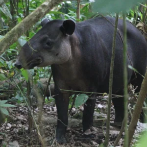 Osa Travel - Corcovado Tour 12
