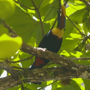 Osa Travel - Corcovado Tour 13