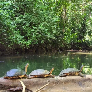Osa Travel - Corcovado Tour 16