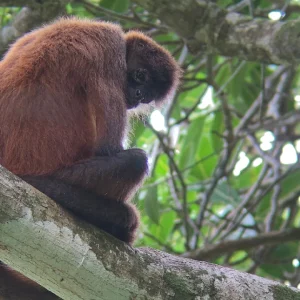 Osa Travel - Corcovado Tour 4