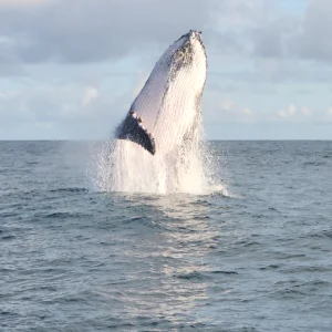 best-whale-tour-costa-rica-osa-travels