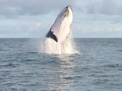 best-whale-tour-costa-rica-osa-travels