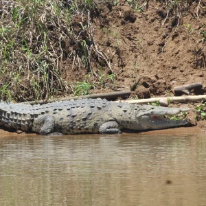 cocodrile on magrove tour - osa travel