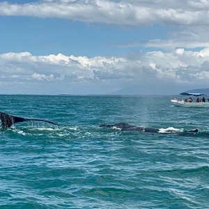 family-whale-tour-osa-travels