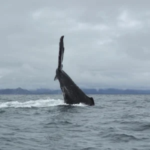 humpback-whales-costa-rica-osa-travels