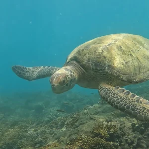 isla-del-caño-snorkel-osa-travels-costa-rica