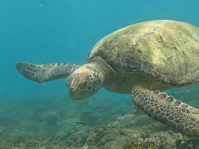 isla-del-caño-snorkel-osa-travels-costa-rica