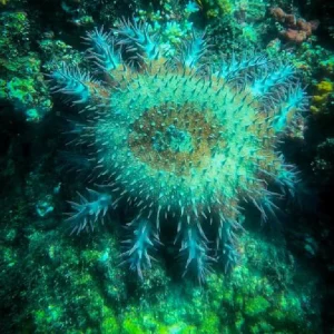ocean-adventure-cano-island-osa-travels