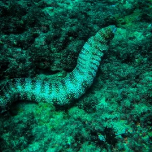 snorkeling-en-bahia-ballena-osa-travels