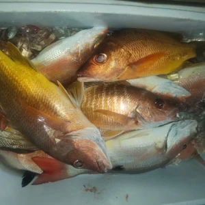 sport fishing , cooler full of fish