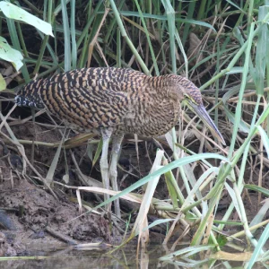 tour de manglar - osa travel