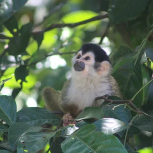tour manglar costa rica - osatravels