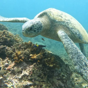tour-snorkel-isla-del-caño-osa-travels