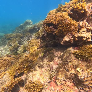 tour-snorkeling-con-osa-travels