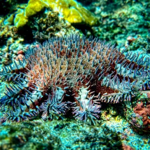 underwater-adventure-osa-travels