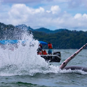 whale-sighting-osa-travels