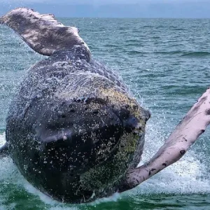 whale-watching-from-uvita-osa-travels