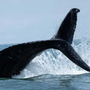 whale-watching-osa-travels