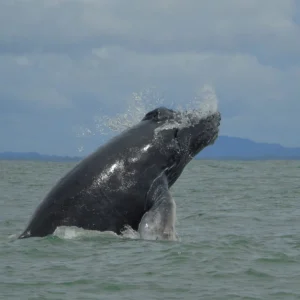whales-jumping-osa-travels